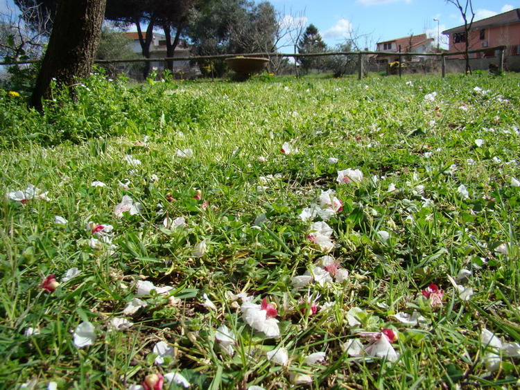 Sviluppo vegetale dell'' albicocco Prunus armeniaca